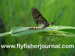 Flyfisherjournal