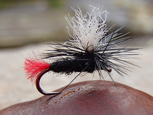 Swiss Mountain Midge