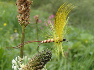Swiss yellow mayfly