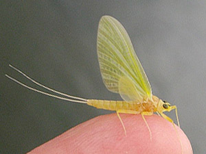 Heptageina sulphurea