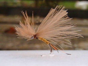 La Mienne- first ever made no hackle CDC by Albert Bise